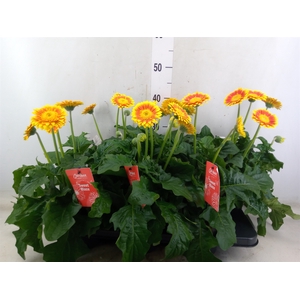 Gerbera  'Garvinea Sweet Blaze'