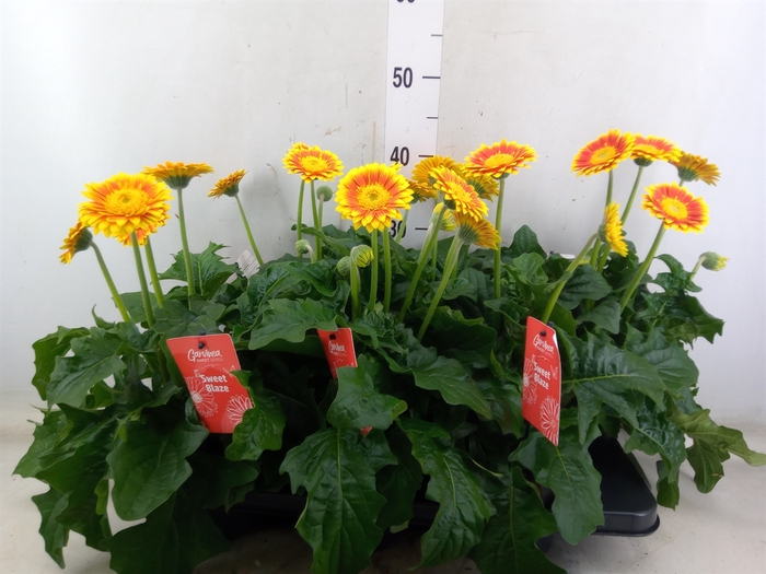 <h4>Gerbera  'Garvinea Sweet Blaze'</h4>