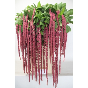 AMAR CA RED CORD