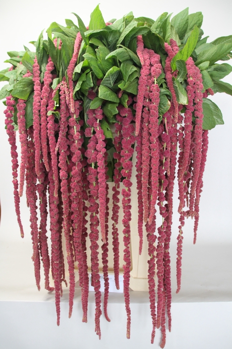 <h4>AMAR CA RED CORD</h4>