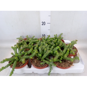 Crassula marnieriana