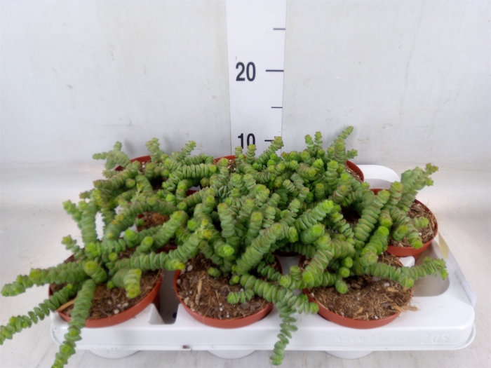<h4>Crassula marnieriana</h4>