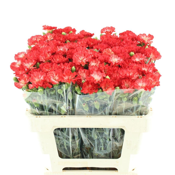 <h4>Di Tr Simply Sun</h4>