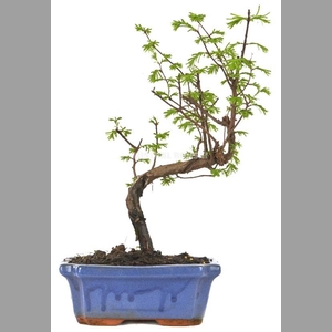 META GLYPTOSTROBOIDE