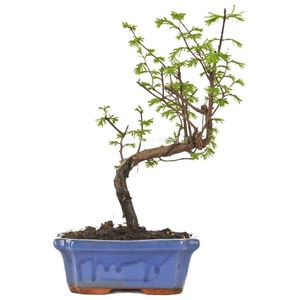 META GLYPTOSTROBOIDE