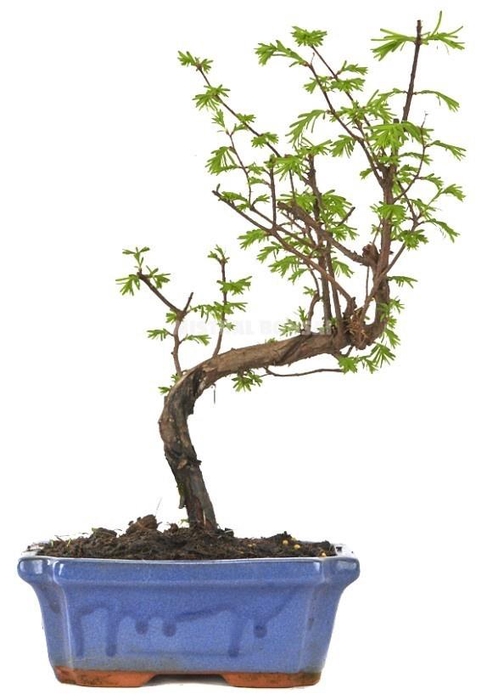 <h4>META GLYPTOSTROBOIDE</h4>