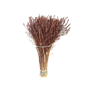 Gagel Myrica Per Bos