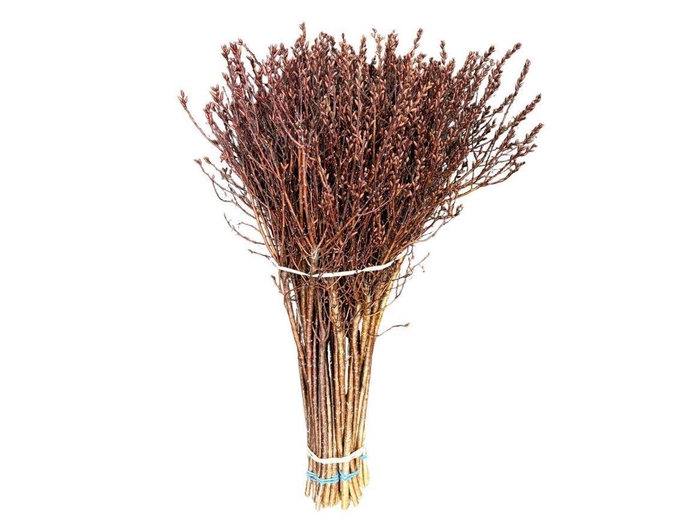 <h4>Gagel Myrica Per Bos</h4>