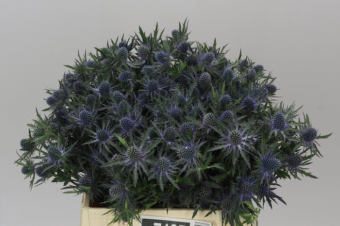 <h4>Eryngium Orion</h4>