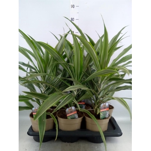 Dracaena fr de 'Warneckei'