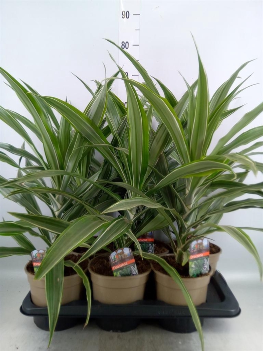 <h4>Dracaena fr de 'Warneckei'</h4>