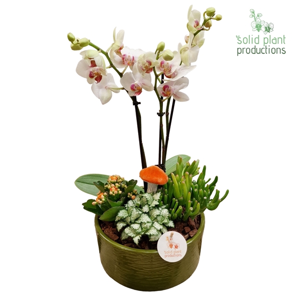 <h4>PH004 Stella Green Orange</h4>