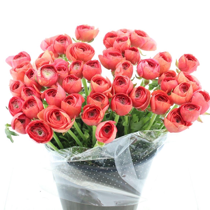 <h4>Ran Su Sr Fragolino Extra</h4>