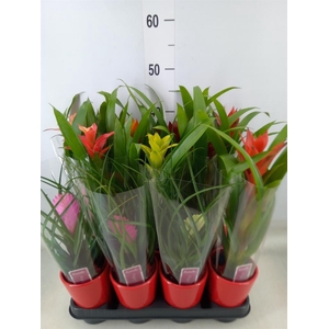 Bromelia   ...mix