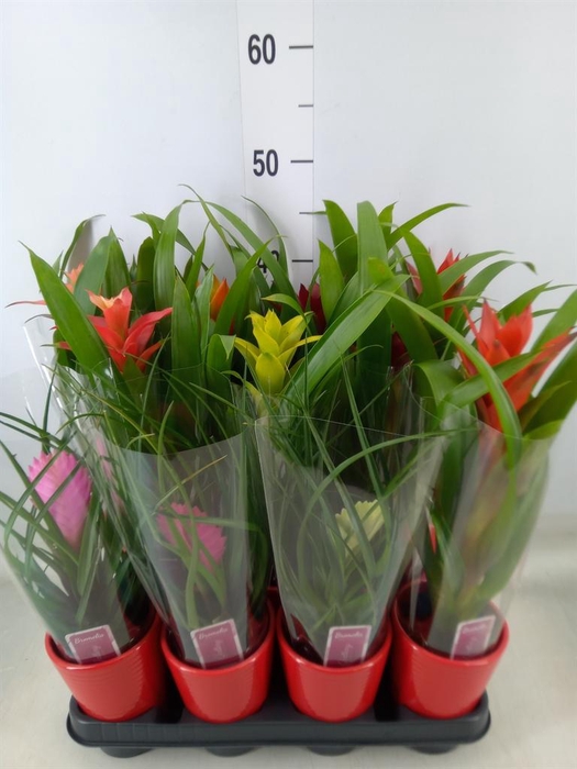 <h4>Bromelia   ...mix</h4>