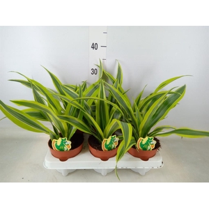Dracaena fr de 'LemonLime'