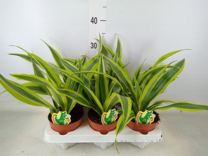 <h4>Dracaena fr de 'LemonLime'</h4>