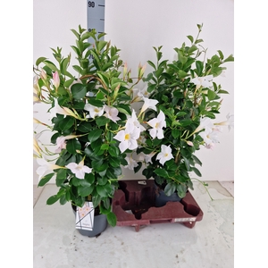 MANDE SUN WHITE