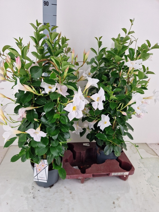 <h4>MANDE SUN WHITE</h4>