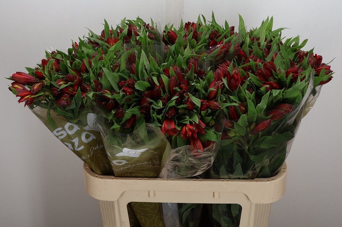 <h4>Alstroemeria  'Hot Pepper'</h4>