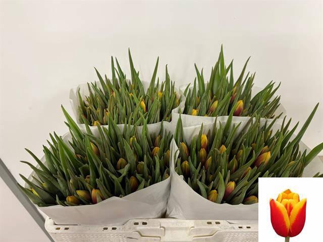 <h4>TU EN JAN SEIGNETTE</h4>