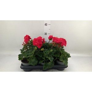 Pelargonium pelt.   ...
