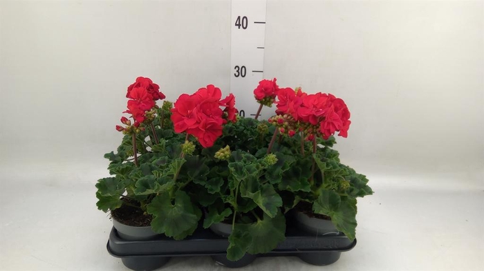<h4>Pelargonium pelt.   ...</h4>
