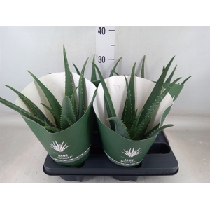 Aloe  'Equator'