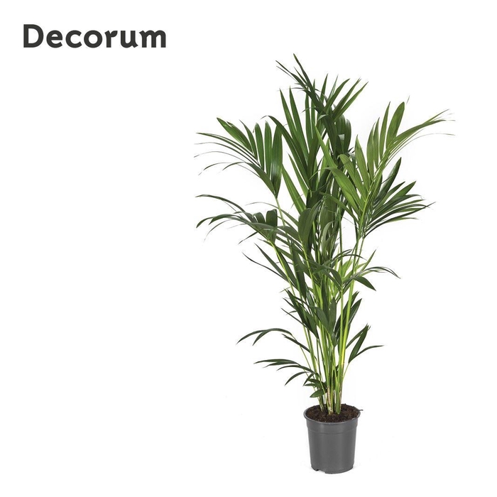 <h4>Howea forsteriana</h4>