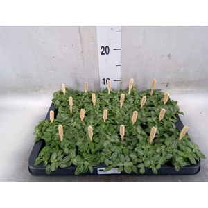 Fittonia verschaf.