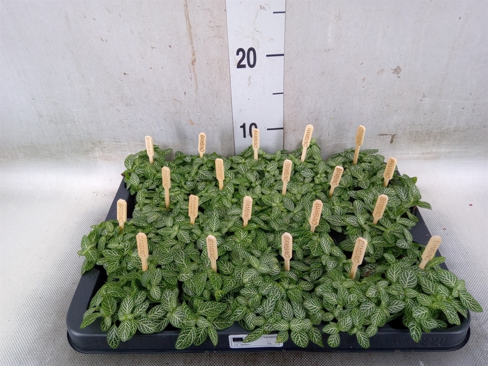 <h4>Fittonia verschaf.</h4>
