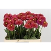 Dahlia Zundert Mystery Fox