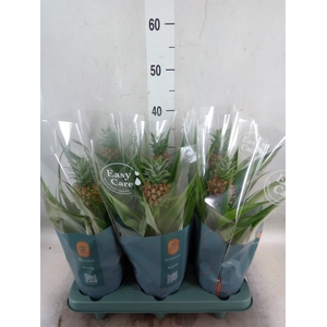 Ananas  'Mi Amigo'