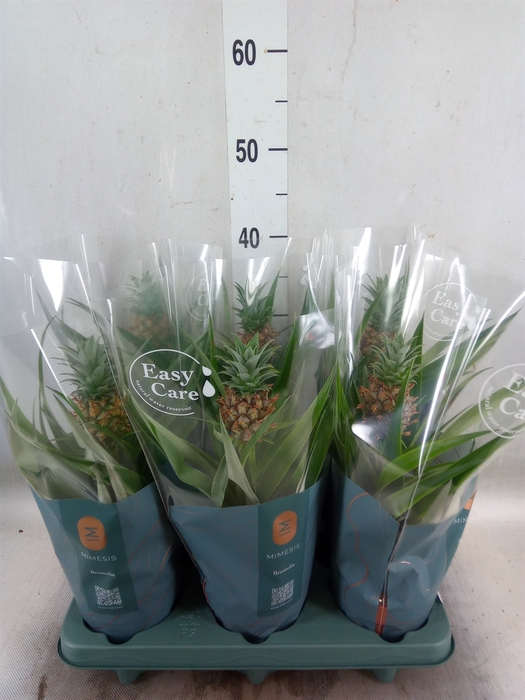 <h4>Ananas  'Mi Amigo'</h4>
