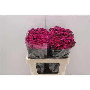 Di Barb Am Neon Cher 60cm