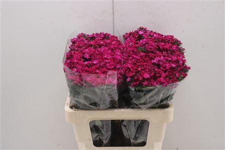 <h4>Di Barb Am Neon Cher 60cm</h4>