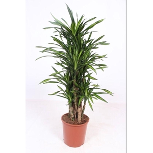 Dracaena Riki