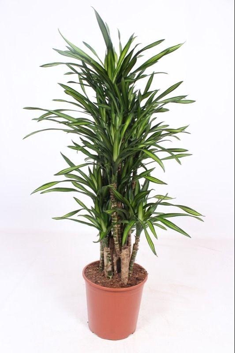 <h4>Dracaena Riki</h4>