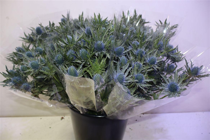 <h4>Eryn Aquarius Qstar</h4>