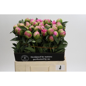 Paeonia Jacorma