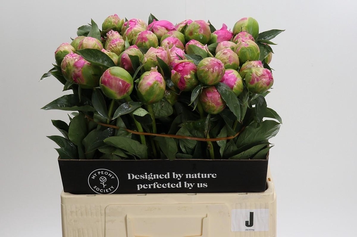 <h4>Paeonia Jacorma</h4>