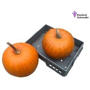 <h4>CUC HALLOWEEN</h4>