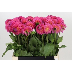 DAHLIA BARBADOS