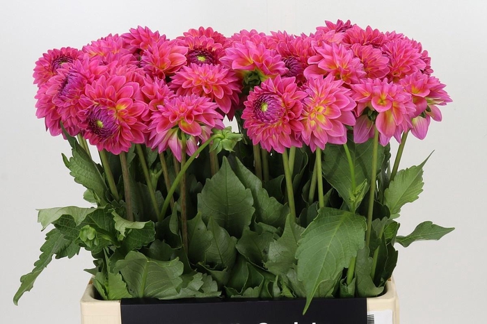 <h4>DAHLIA BARBADOS</h4>