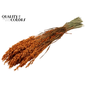 Avena per bunch Orange