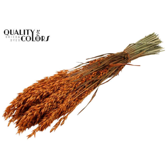 <h4>Avena per bunch Orange</h4>