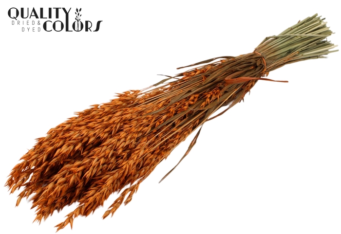 <h4>Avena per bunch Orange</h4>