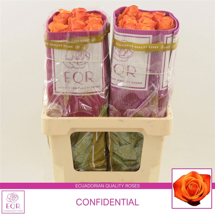 <h4>Rosa gr Confidential</h4>