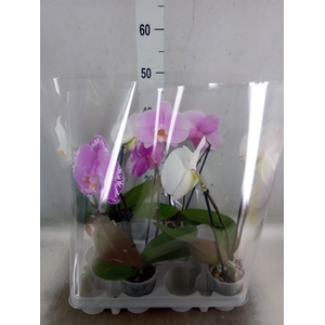 Phalaenopsis   ...mix