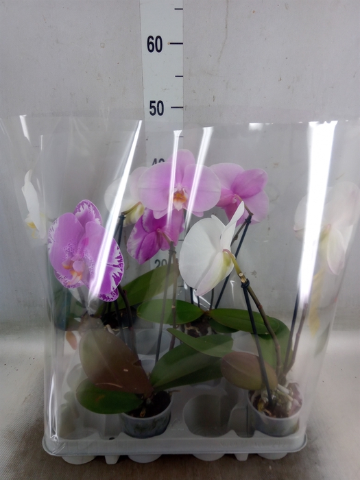 <h4>Phalaenopsis   ...mix</h4>